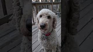 Artie's bedtime ⏰️#standardpoodle #poodle #dogs #spoo  #bedtime #tired