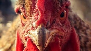 Don't Be This Guy (A Cautionary Tale of Violent Chicken Gangs)