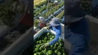 chilli, watermelon,redishand potato harvesting