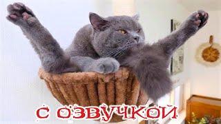 Funny Animal Videos 2024 - Funniest Dogs and Cats Videos #328