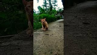 #ngapak #exsplorasi #vlog #suasanapedesaan #dipedesaan #sawah #petualang #petualangan #alam #kucing