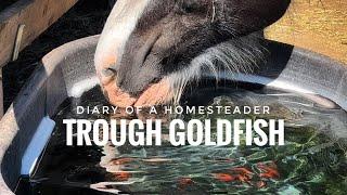 Goldfish in the Livestock Water Trough / Diary of a Permaculture Homesteader