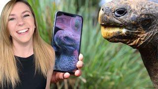 This tortoise is having more luck on Tinder than YOU | That Good News Girl