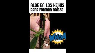 Pon aloe a tus keikis para producir raíz 🪴