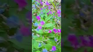 Прелести весеннего леса