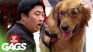 Dog Getting Its Geek On! - JFL Gags Asia Edition