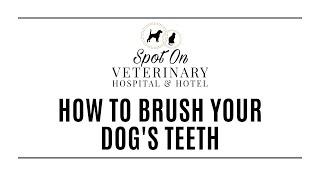 How to Brush Your Dog's Teeth