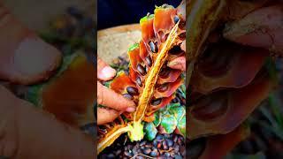 The process of extracting the contents of pine cones #shorts