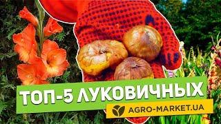 Луковицы цветов | Гладиолусы, бегонии, лиатрисы, фрезии и ирисы | Agro-Market.ua