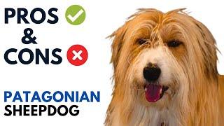 Patagonian Sheepdog Pros and Cons | Ovejero Magallánico Advantages and Disadvantages