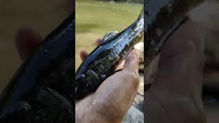 @2M VIEW || RIVER MONSTER FISH || MORE VIDEOS @SUBSCRIBE THE CHANNEL