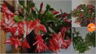 Christmas Cactus Plant - Christmas Cactus Poisonous