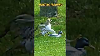 When the Falcon hunts  #trending #animals #wildlife #falcon #birds #eagle #hawk #shorts #short