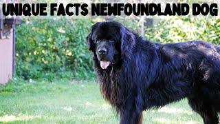 Top 10 Fascinating Facts About the Newfoundland Dog