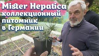 Коллекционный питомник Mister Hepatica|Германия