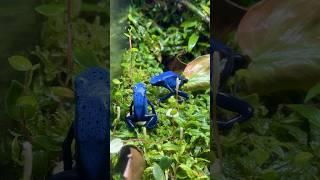 Feeding Dart Frogs Flightless Fruit Flies #everevolvingexotics #reptileshop #dartfrogs #azureus