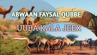 Abwaan faysal qube iyo Gabaygii UUBA KALA JEEX