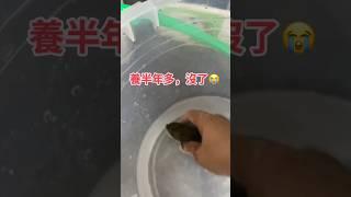 太突然了，為什麼 #大嘴鯨