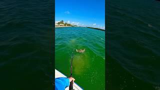 Massive Stingray fishing in the Florida Keys targeting sharks