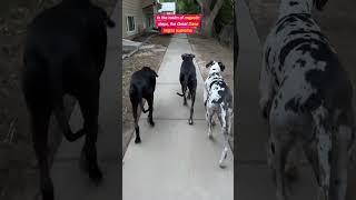  Majestic and gentle, the Great Danes reign supreme in the world of dogs 