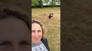  Why You Should NEVER Cross A Crow  #crow #corvids #crowbuddy #crows