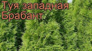 Туя западная Брабант (thuja occidentalis brabant)  Брабант обзор: как сажать, саженцы туи Брабант