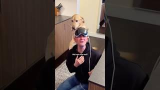 Guide dog PRANKS blind man (I’m HOWLING)  #shorts