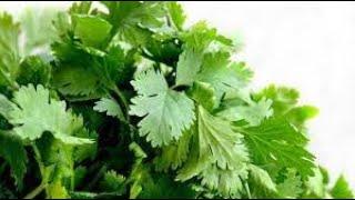 How to plant cilantro/coriander with store bought cilantro