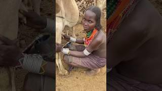 Woman from Arbore tribe milking a cow #shorts #ethiopia #omovalley