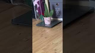 Hello welcome to this video where I show my Cactus￼ the first time￼ by the way his name Cacti