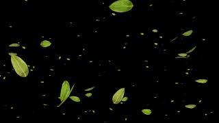 Green Leaves Falling Black Screen video loops