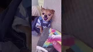 ANIMAIS ENGRAÇADOS  MEU CACHORRO COME TUDO CHECK #shorts #viral #humor