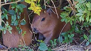 Beautiful New Capybara Babies