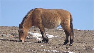 Сохранятся ли дикие лошади Пржевальского в степях Монголии?