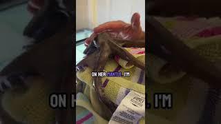 My octopus tells me she’s hungry and gets some pets