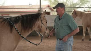 Hind Leg Release Down and Back- Masterson Method