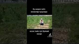 Бу йил пиёз пул булмий колди