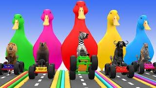 5 Giant Duck Cartoon Paint & Animals Lion Bear Zebra Bull Tiger Wild Animals Crossing Fountain game