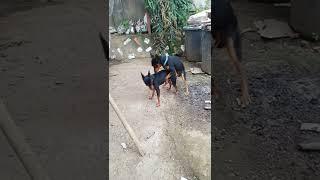 funny cute minni pinscher first time meet