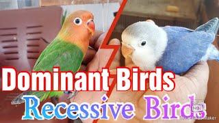 Learn Genetic of Lovebirds Episode 01 ! love birds k genes k bare me seeken