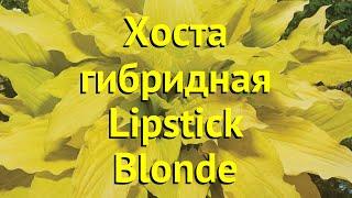 Хоста гибридная Липстик блонд. Краткий обзор, описание характеристик hosta lipstick blonde