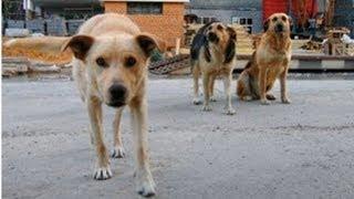Я выжила благодаря собакам | Говорить Україна
