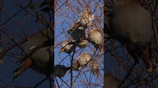 Bohemian Waxwing - Jaseur boréale - The Wanderer #birds #nature #birdwatching #birdsounds