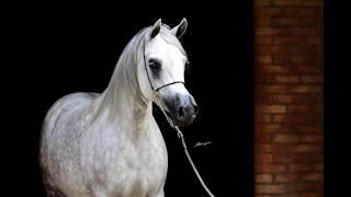 Polish Arabian Horses