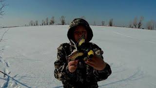 Ловля Щеглов и Реполова!!! Catching Goldfinches and Replies!!!