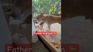 Waiting for their breakfast #puppy #dogshorts #doglover #dogvideoshorts #bekindtoanimals