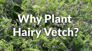 Why Plant Hairy Vetch?