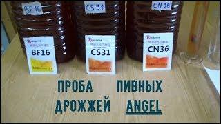 Пивные дрожжи Angel, Китай. Проба.