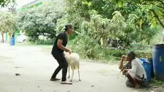 Orang gila vs kambing.ngakak