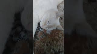 Возвращение кота Снежка #cat #music #cute #catlover #kitten #animals #pets #funny #funny #phonk